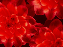 Polyester/Lycra 60" Red Flowers