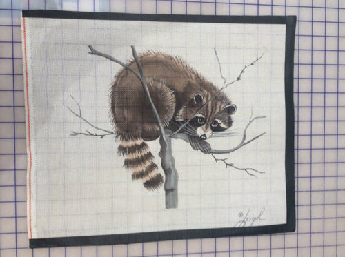Raccoon on Branch